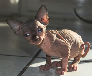 Illustration for article titled Sphynx Cat Ideal for Wealthy Recluse with Allergy